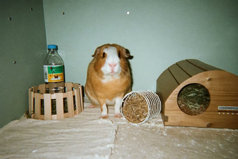 A clean guinea pig enclosure with fleece bedding, a wooden hide and a hay rack