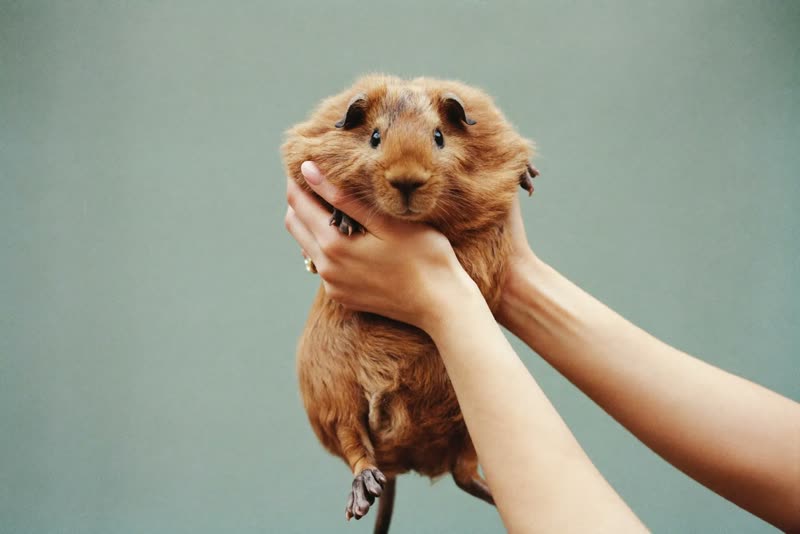 A guinea pig being lifted carefully with two supporting hands